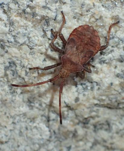 Réf. 239 463 : Coreus marginatus